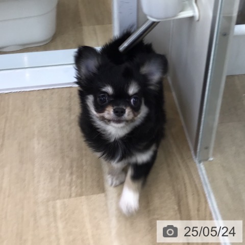 チワワの写真