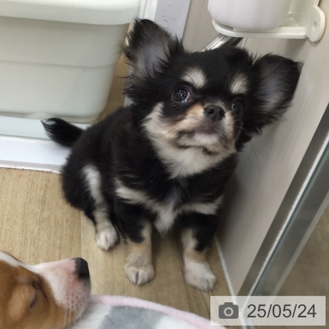 チワワの写真