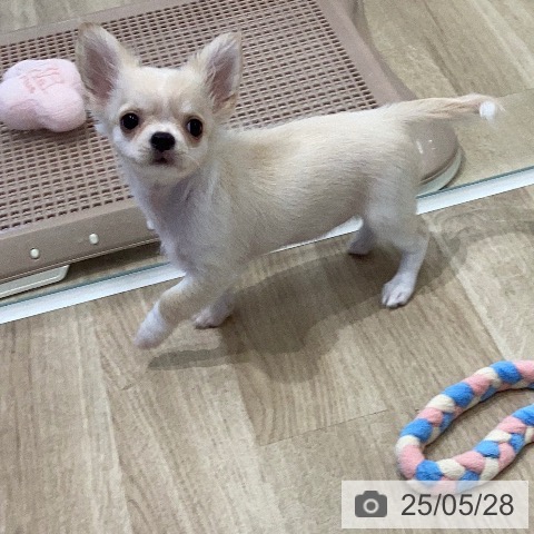 チワワの写真
