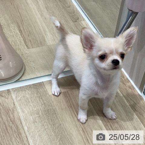 チワワの写真