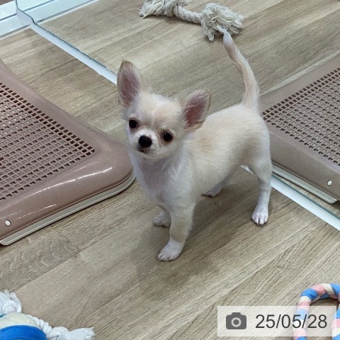チワワの写真