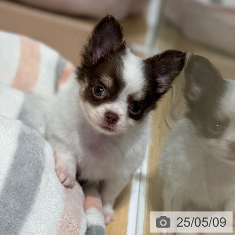 チワワの写真