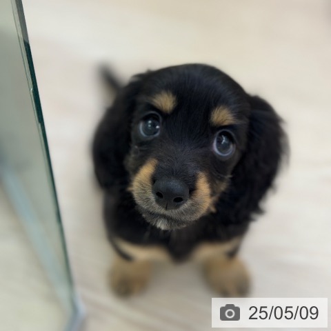 ミニチュア・ダックスフンドの写真