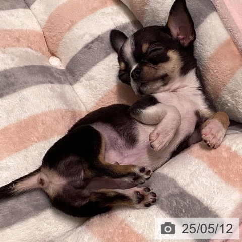 チワワの写真