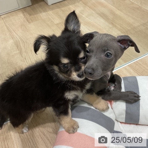 チワワの写真