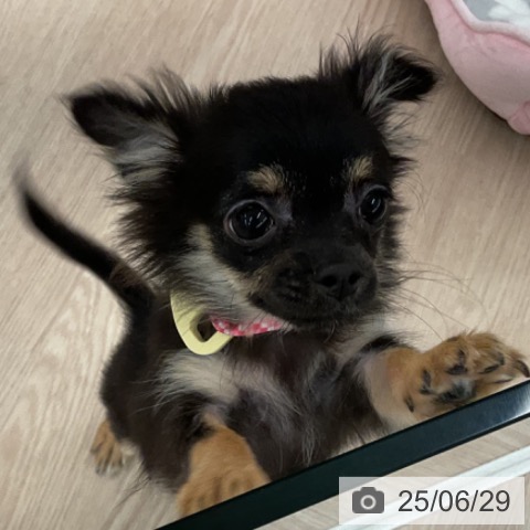 チワワの写真