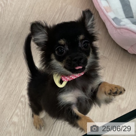 チワワの写真