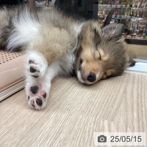 シェットランド・シープドッグの写真