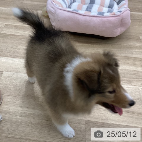 シェットランド・シープドッグの写真