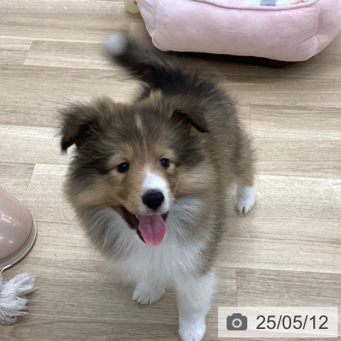 シェットランド・シープドッグの写真