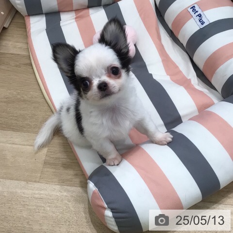 チワワの写真