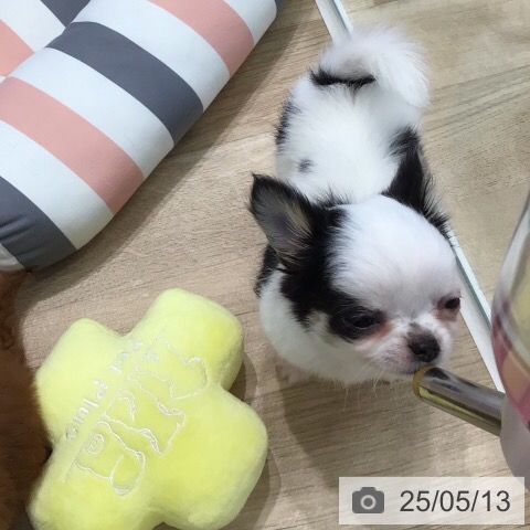 チワワの写真