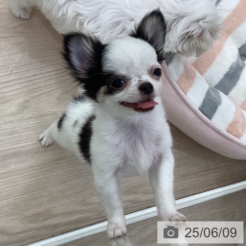 チワワの写真