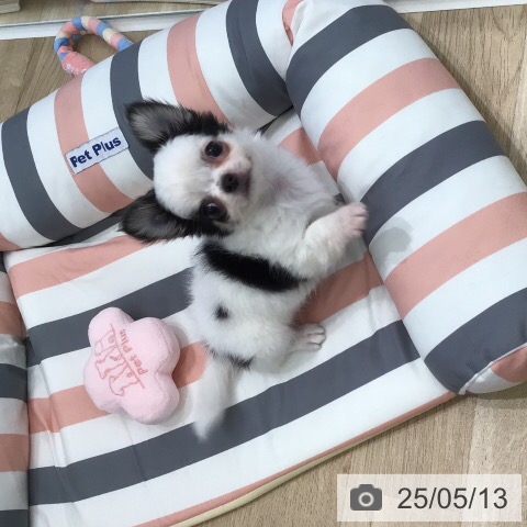 チワワの写真