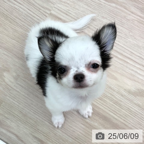 チワワの写真