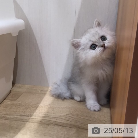 ペルシャの写真