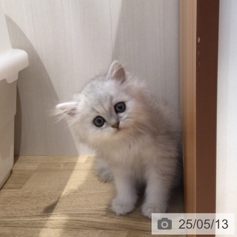 ペルシャの写真