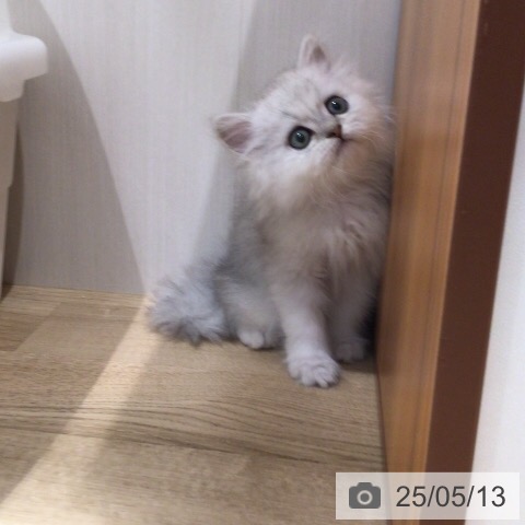 ペルシャの写真