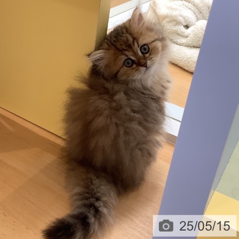 ペルシャの写真