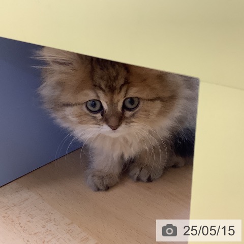 ペルシャの写真