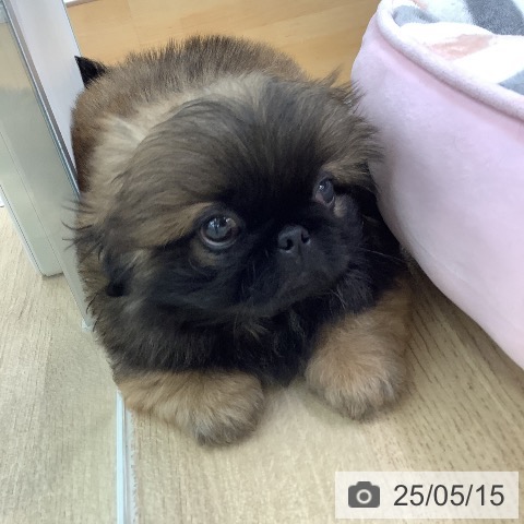 ペキニーズの写真