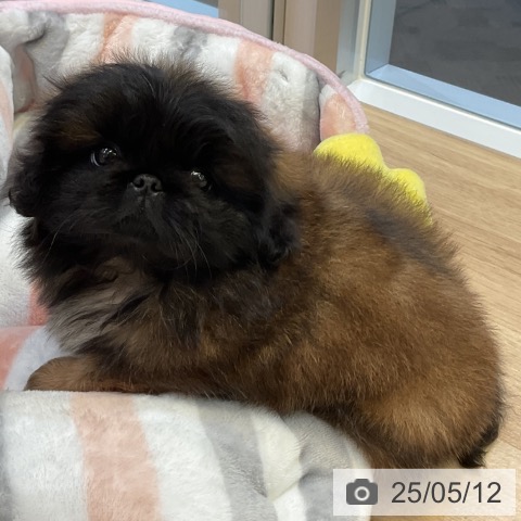 ペキニーズの写真
