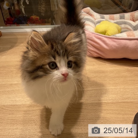 ノルウェージャンフォレストキャットの写真