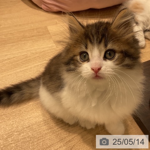 ノルウェージャンフォレストキャットの写真