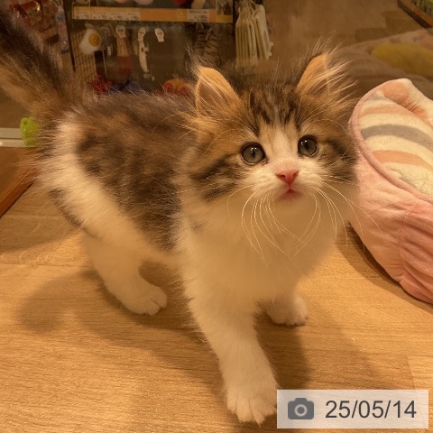 ノルウェージャンフォレストキャットの写真