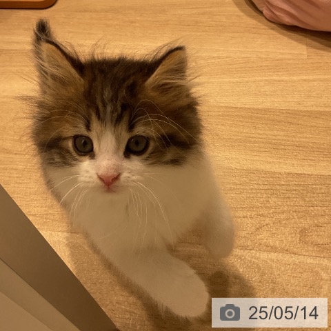 ノルウェージャンフォレストキャットの写真