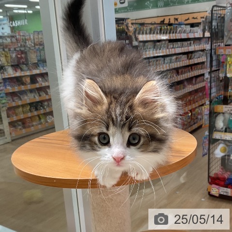 ノルウェージャンフォレストキャットの写真