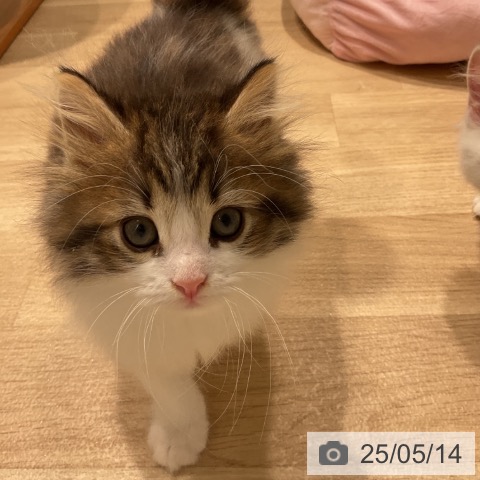 ノルウェージャンフォレストキャットの写真