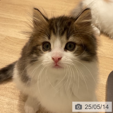 ノルウェージャンフォレストキャットの写真