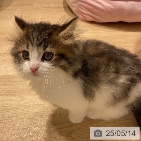 ノルウェージャンフォレストキャットの写真