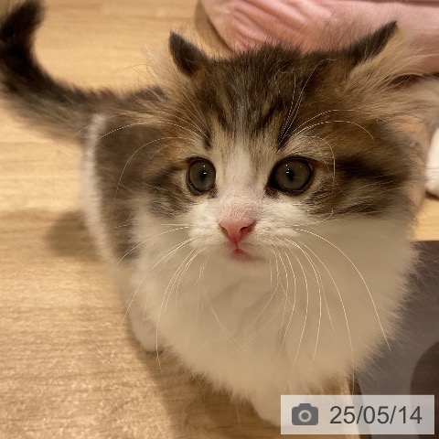 ノルウェージャンフォレストキャットの写真