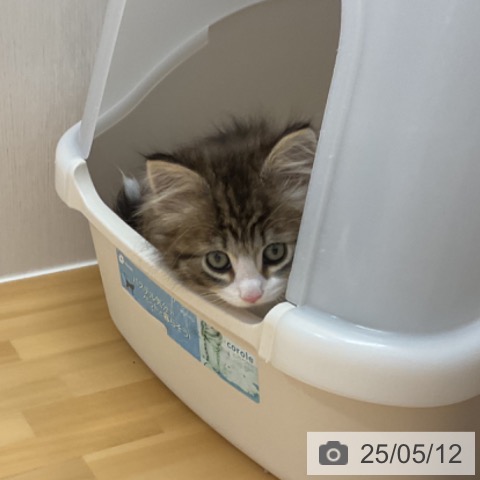 ノルウェージャンフォレストキャットの写真