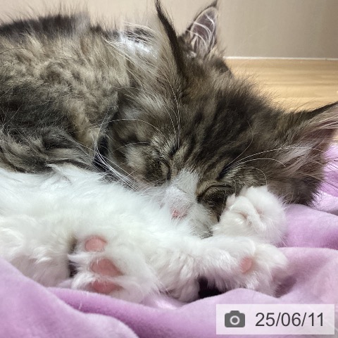 ノルウェージャンフォレストキャットの写真