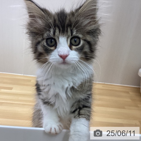 ノルウェージャンフォレストキャットの写真