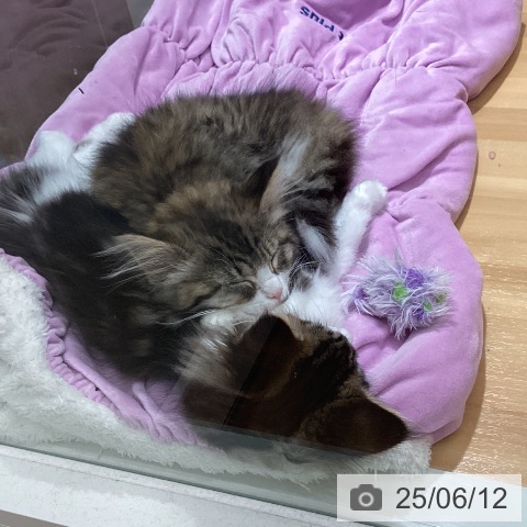 ノルウェージャンフォレストキャットの写真