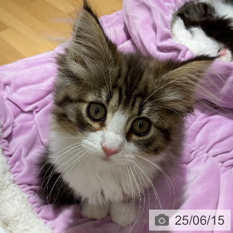 ノルウェージャンフォレストキャットの写真