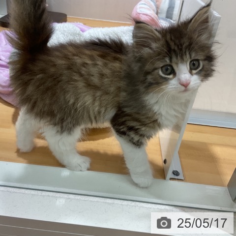 ノルウェージャンフォレストキャットの写真