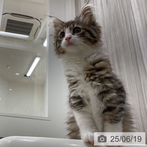 ノルウェージャンフォレストキャットの写真