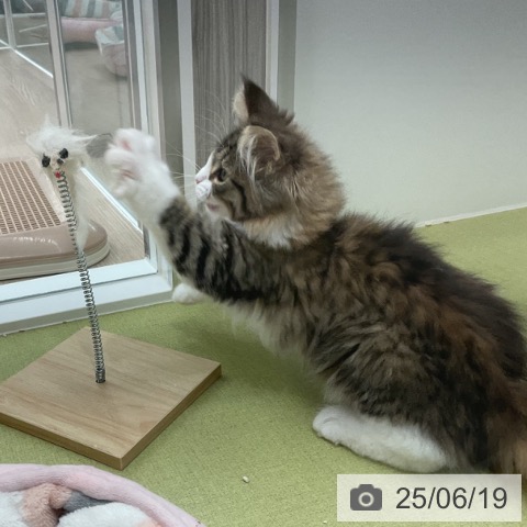 ノルウェージャンフォレストキャットの写真