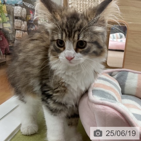 ノルウェージャンフォレストキャットの写真