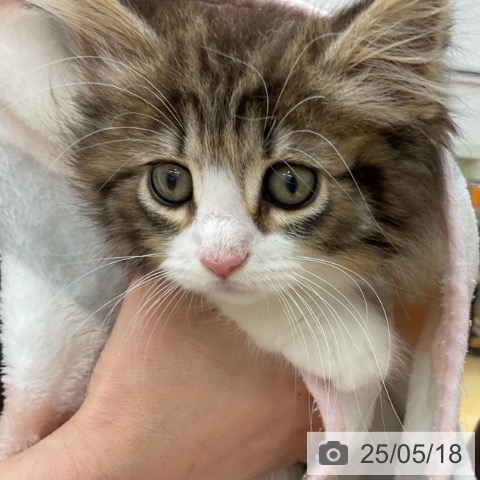 ノルウェージャンフォレストキャットの写真