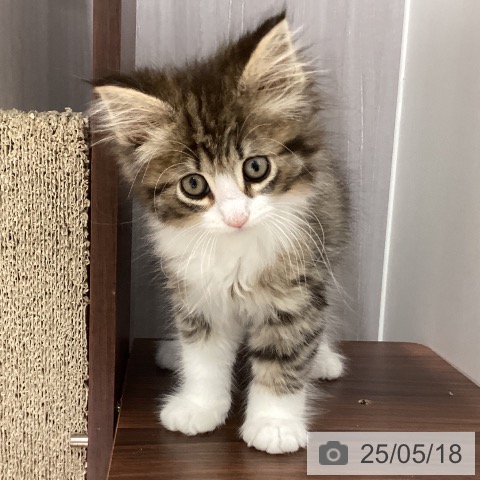 ノルウェージャンフォレストキャットの写真