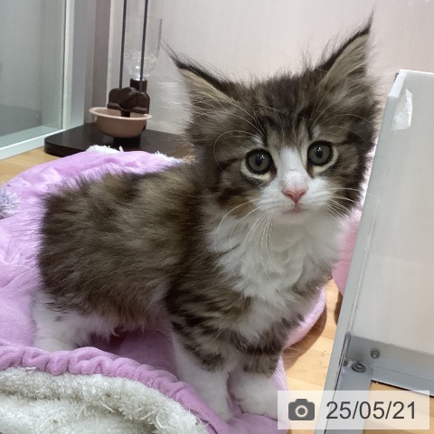 ノルウェージャンフォレストキャットの写真