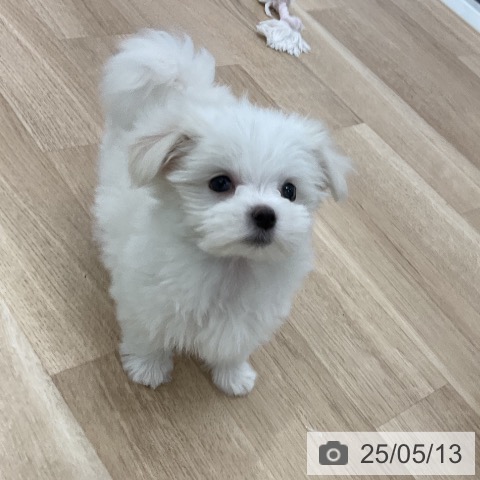 マルチーズの写真