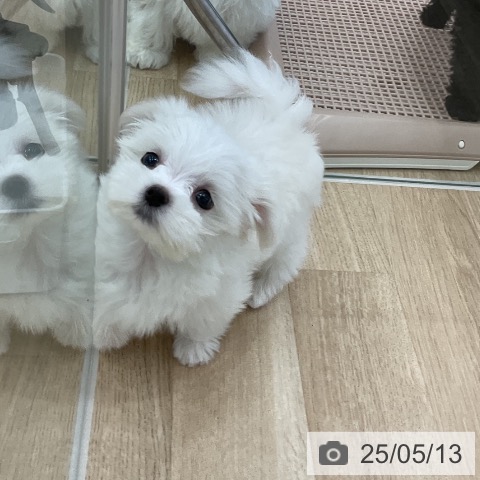 マルチーズの写真