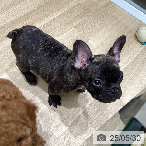 フレンチ・ブルドッグの写真